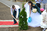  Открытие Аллеи молодоженов