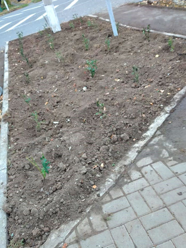 Город алых роз